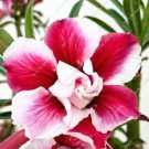 Desert Rose Seeds, Dark Red and White Semi-double Flowers