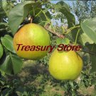 Four Seasons pear tree Seeds rare Seed health fruits pear