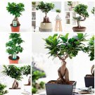 Ficus Lyrata Seeds, Potted Balcony Banyan Tree Leaf