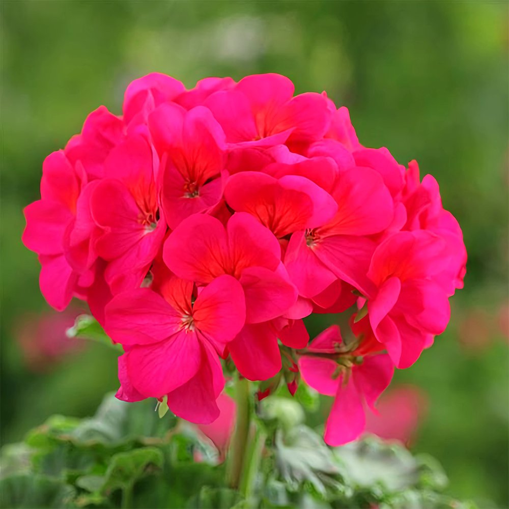 Geranium Seeds - Horizon Violet