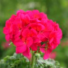 Geranium Seeds - Horizon Violet