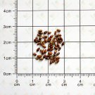 Fragrant Finesse: Blue Flowering Rosemary Seed Collection
