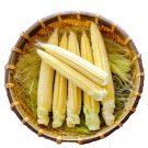 Elevate Your Crop with 50 F1 Sweet Baby Corn Seeds