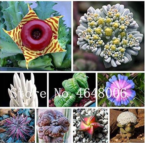 African Mixed Garden Cactus Succulent Seed