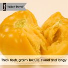 A Rare Gem: 5 Bags (200 Seeds / Bag) of 'Imperial Concubine' Yellow Tomatoes