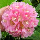 Landscape Brightener: Dombeya Shrub Seeds for Stunning Displays