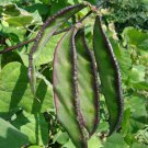 Grow Your Own Palette: 5 Bags (10 Seeds / Bag) of Hyacinth Bean in Purple and Green