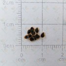 Seeds of Chinese Trumpet Vine - Campsis grandiflora