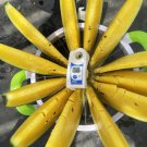 1 Bag (200 Seeds) of 'Yuanxing 25' Series Black Skin Yellow Flesh Watermelon Seeds