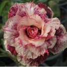 Adenium Obesum Seeds, Blood Red and Orange Double Flowers