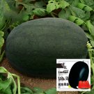 2 Bags (10g / Bag) of 'Black Tyrant' Super-sweet Watermelon Seeds