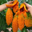 5 Packs of  Ripe Orange Bitter Melon Seeds (Momordica charantia), Sweet Ampalaya Bitter Gourds