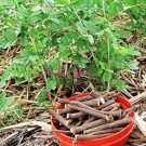 Glycyrrhiza Glabra Seeds 30pcs Licorice Root Seeds Flower Bonsai Plant DIY Home Garden