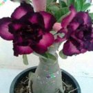 2pcs True Desert Rose Seeds Plants Exotic Adenium Obesum Bonsai Air Purification Potted Flowers Plan