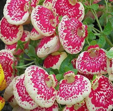100Pcs Calceolaria Seed Dicentra Spectabilis Rare Flower in Home Garden DIY Seed Beautiful Outdoor P