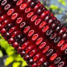 50 Seeds Jimmy Red Corn Famous Bootlegger Moonshine Grits Hominy Masa Corn Heirloom Seed Seedset Eas