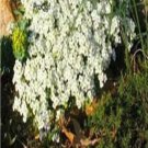 Rock Cress Creeping Thyme Ground Cover Seeds, White