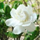 100 Pcs/Lot Gardenia Bonsai Plants Indoor Flower Tree Plants Cape Jasmine Sementes * Beautiful Home 