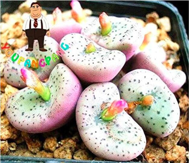 Semi Per Piante Per Decorazione Del Giardino, Lithops Pietre Vive Rare Pianta Succulenta Bonsai Da Giardino Decorazione Balcone - Semi Succulenti (100 Pezzi - Foto 7