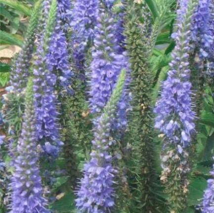 200pcs/lot Spike Speedwell Veronica Spicata Plant Home Garden