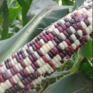 Sheng Li Waxy Corn Seed 5pcs Organic Vegetable Seed