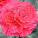 Beautiful Carnation Seed, Carnation Seed, Carnation Seed for Indoors and Gardens, 200pcs