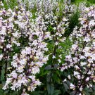 25 HUSKER RED PENSTEMON Digitalis Foxglove Beardtongue White Flower Seeds