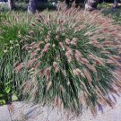 25 Dwarf Purple CHINESE FOUNTAIN GRASS Pennisetum Alopecuroides Hardy Ornamental Seeds