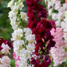 25 Double MADAME BUTTERFLY SNAPDRAGON Mixed Colors Antirrhinum Majus Flower Seeds