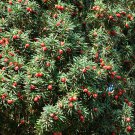 10 ENGLISH YEW Taxus Baccata Tree Shrub Conifer Sun or Shade Red Ornamental Berry Seeds