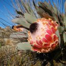 5 QUEEN PROTEA Magnifica Sugarbush Rare 8" Flower Seeds