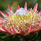 5 Giant KING PROTEA Cynaroides Sugarbush Rare 12" Flower Seeds