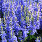 75 ROYAL BLUE SPEEDWELL Veronica Austriaca Teucrium Flower Seeds