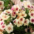 50 CHERRY CARAMEL PHLOX Drummondii Bicolor Pink Flower Seeds
