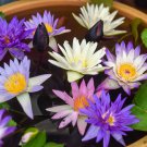 5 BOWL LOTUS Mixed Colors Dwarf Nelumbo Nucifera Aquatic Flower Seeds