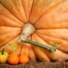 10 Dill's ATLANTIC GIANT PUMPMKIN Up to 2000 lb Cucurbita Vegetable Seeds