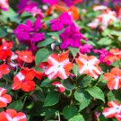 10 DWARF RED STAR IMPATIENS Walleriana Red & White Shade Flower Seeds