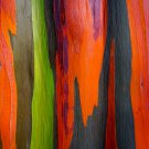 50 RAINBOW EUCALYPTUS Deglupta Gum Multicolor Bark Tree Seeds