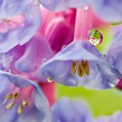25 VIRGINIA BLUEBELLS True Blue & Pink Mertensia Virginica Flower Seeds