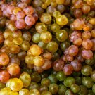 30 WINE GRAPE Vitis Viniferia Domestic Mixed Colors Fruit Vine Seeds