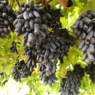 5 BLACK FINGER GRAPE Vitis Viniferia Fruit Vine Seeds