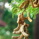 5 TAMARIND FRUIT TREE Tamarindus Indica Bean Pod Legume Seeds