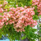 10 CHINESE FLAME TREE Koelreuteria Bipinnata Lantern Rain Yellow Pink Flower Seeds