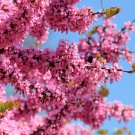 25 JUDAS TREE European Redbud Love Tree Cercis Siliquastrum Pink Purple Flower Seeds