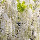 5 WHITE WISTERIA Floribunda Alba Ornamental Japanese Flower Vine Seeds