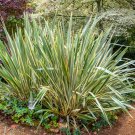 10 Variegated NEW ZEALAND FLAX Phormium Tenax Variegatum Ornamental Grass Flower Seeds