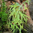 500 + Spores STAGHORN FERN Platycerium Bifurcatum Elkhorn Seeds