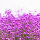 250 COMMON VERVAIN Verbena Officinalis European Herb Pink Purple Flower Seeds