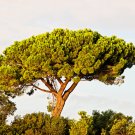 5 Pine Nut ITALIAN STONE PINE Pinus Pinea Umbrella Tree Seeds
