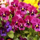 50 RASPBERRY BLOTCH PANSY Swiss Giant Viola Wittrockiana Pink Flower Seeds
